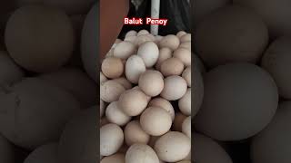 Balut Penoy Philippines [upl. by Ecnarf]