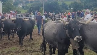 Feria Ganadera de Lloreda de Cayon 392023 [upl. by Ennagroeg]