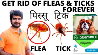 Fleas amp ticks treatment  best fleas medicine  How to get ride of fleas  fleas control treatment [upl. by Apthorp]