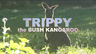 TRIPPY the BUSH KANGAROO [upl. by Yengac]