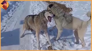 Top 60 Moments Kangals Attack The Most Dangerous Wild Animals [upl. by Ytsihc]