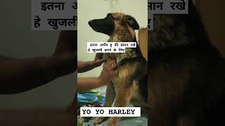 Im millionaire doglover millionaire yoyohoneysingh pets [upl. by Dnamron]