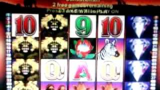 50 Lions Video Slot Pokies  Bonus Win Max Bet [upl. by Niobe]