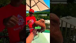 🐵❌Esse macaco decepcionou a todos curiosidades shorts [upl. by Trabue]