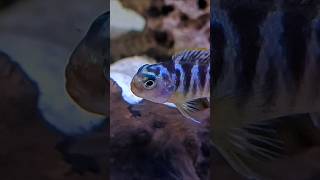 Very special cichlid  You know about this 🤔🤗 [upl. by Adnic100]