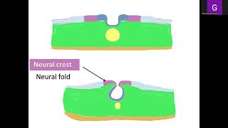 Lecture 2 General Embryology [upl. by Llenna]