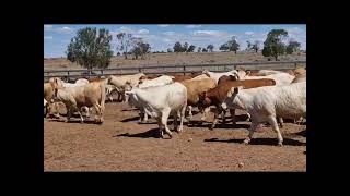 Charolais Heifers [upl. by Martens302]