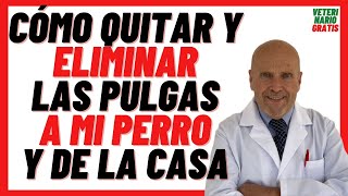 🟢 Cómo Quitarle las PULGAS a mi PERRO 🟢y ELIMINAR PULGAS de la CASA RÁPIDO con BICARBONATO de Sodio [upl. by Ailati414]