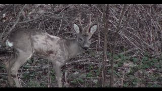 Jägerprüfung Niedersachsen Rehwild Ansprechübungen im Winterhaar [upl. by Pendleton672]