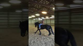 GigiCanter 10 yr old Friesian mare for sale [upl. by Cato]