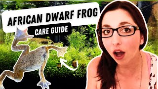 African Dwarf Frog Care Diet And Tank Set Up [upl. by Raines]