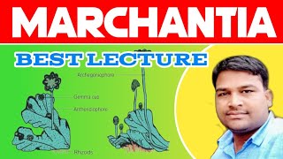 Marchantia best lecture  Bryophyta Marchantia  External amp Internal structure of marchantia [upl. by Iluj]