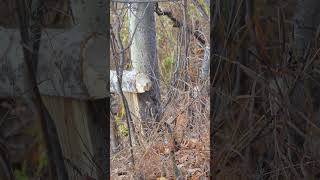 beaver gnawing on tree Elk Island National Park [upl. by Atelahs891]