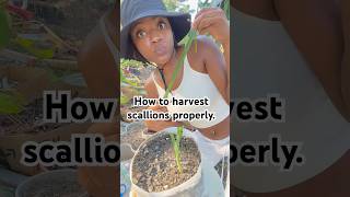 How to harvest scallions properly foryou shorts garden gardening nature [upl. by Nelubez]