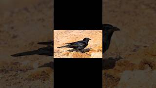 🌟 Welcome to Episode 1 of BIRDS OF KSA 🌟  Tristrams Starling [upl. by Tanberg]