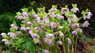 Hellebore or Lenten rose Helleborus x orientalis also known as Helleborus x hybridus [upl. by Leiva]