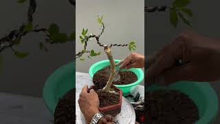 Shaping and applying healing glue to bonsai trees [upl. by Maidie]