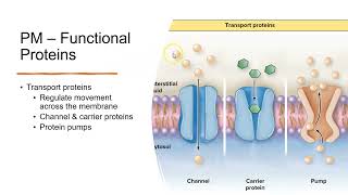 Plasma Membrane [upl. by Cristian]