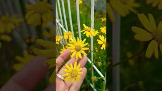 Madagascar ragwort 🌼 madagascar flowers naturelovers flowerlover shorts viralvideo trending [upl. by Tildi]