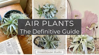 Air Plants The Definitive Guide [upl. by Arihaj]