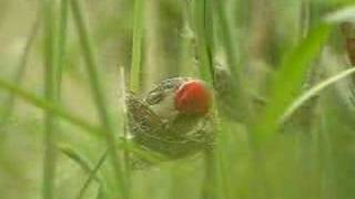 Redheaded Quelea nest building [upl. by Annala]