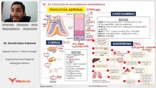 PATOLOGÍA DE LAS GLÁNDULAS SUPRARRENALES PARTE 1  ENDOCRINOLOGÍA  VILLAMEDIC [upl. by Layla]