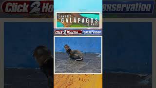 Adorable alert Take a look at this baby Galápagos sea lion on the island of Santa Cruz [upl. by Enelehs]