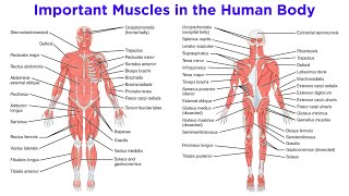 The Muscular System [upl. by Ahsemo]