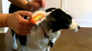 FURminator review by Archie [upl. by Popele10]