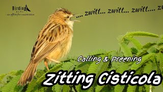 Zitting Cisticola  Zitting Cisticola Call  Cisticola Preening zittingcisticola BirdingGuRu [upl. by Eberly412]