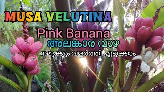 Musa Velutina Pink Banana Raheem Tirur ❤️🌹🌿🍅🍌🍓🕊️🦋🎨✏️✒️🖌️✍️📸 [upl. by Ahsiekram]