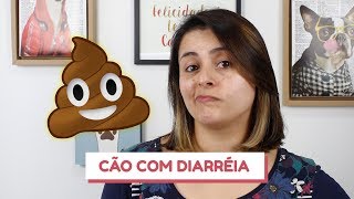 O que fazer quando o cão está com diarréia [upl. by Silvester]