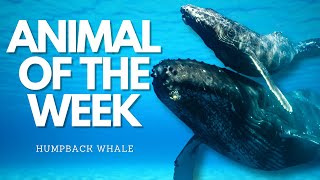 🌊WHY are conservation efforts vital for the FUTURE of humpback whales🐋 [upl. by Sheena]