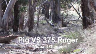 Wild boar vs 375 Ruger  260gr Nosler Accubond [upl. by Sema]