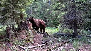 Meidase S3 Pro Trail Camera  Eastern Washington bear passes by my camera [upl. by Drallim549]