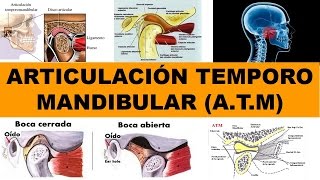 quotARTICULACIÓN TEMPOROMANDIBULAR ATM 01quot por el Dr Hugo Pérez [upl. by Anaib]