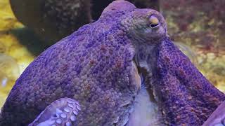 The Extraordinary Intelligence of Cephalopods A Deep Dive animals ocean UnderwaterWonders [upl. by Anisor]