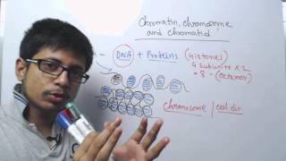 Chromosome chromatin and chromatid [upl. by Atinob545]