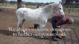 Power trimming horses hooves trial the Electric Hoof Knife EHK [upl. by Aenet]