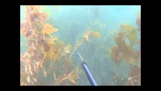 gopro moeraki free dive 2013 [upl. by Winer]