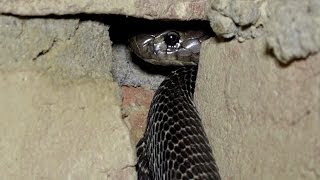 ऐसा खौफनाक मंजर कम देखने को मिलता है नाग और नागिन एक ही घर में छुपा था। Rescue Venomous Cobra [upl. by Kcirderf361]