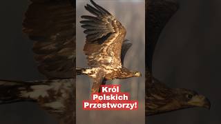 Największy Drapieżnik Polski – Bielik [upl. by Enawyd]