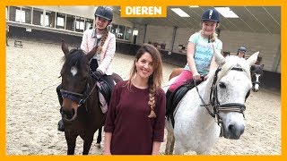 Veel paarden in de manege hebben stress [upl. by Attenad]