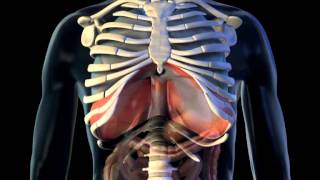 Diaphragm  3D Medical Animation  ABP © [upl. by Eatnoed480]