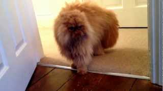 Angry Persian cat [upl. by Bringhurst]