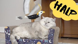 Angry bird ATTACKS Apollo the British cat but kittens SAVE the day [upl. by Gustavo674]