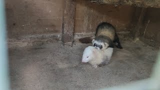 Брачные танцы хорьков🦦💕 mating dances of ferrets  ferret mating [upl. by Dawna]