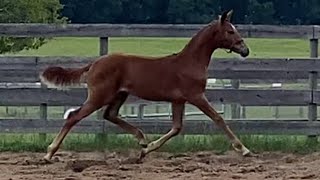 Soiree ESH  2024 Hanoverian Filly  SternlichtFurst Impression [upl. by Yesac864]