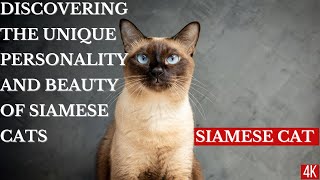 Discovering the Unique Personality and Beauty of Siamese Cats4KPETHEAVEN [upl. by Yrollam]