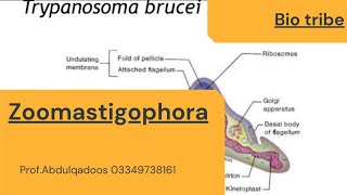 Zoomastigophora Msc Bs ADP zoology [upl. by Vladimir]